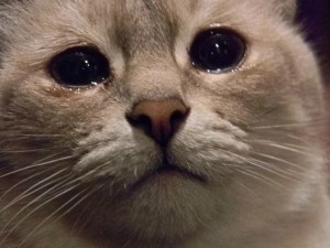 Create meme: Cat, meme crying cat, crying cat