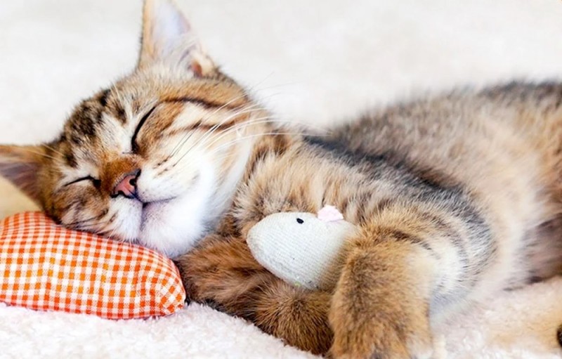 Create meme: the cat is sleepy, sleeping cat, sleeping kittens