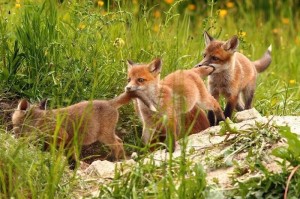 Create meme: tilki, fox cubs, foxes