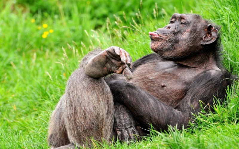 Create meme: funny chimpanzee, funny monkey , the monkey asks