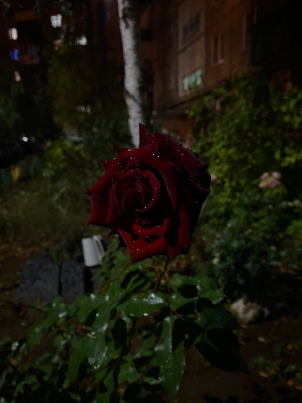 Создать мем: розы, цветы 💐, красные розы