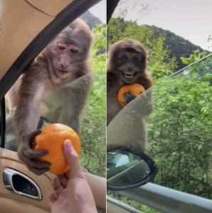 Создать мем: милые обезьяны, обезьянки, обезьянка с апельсином