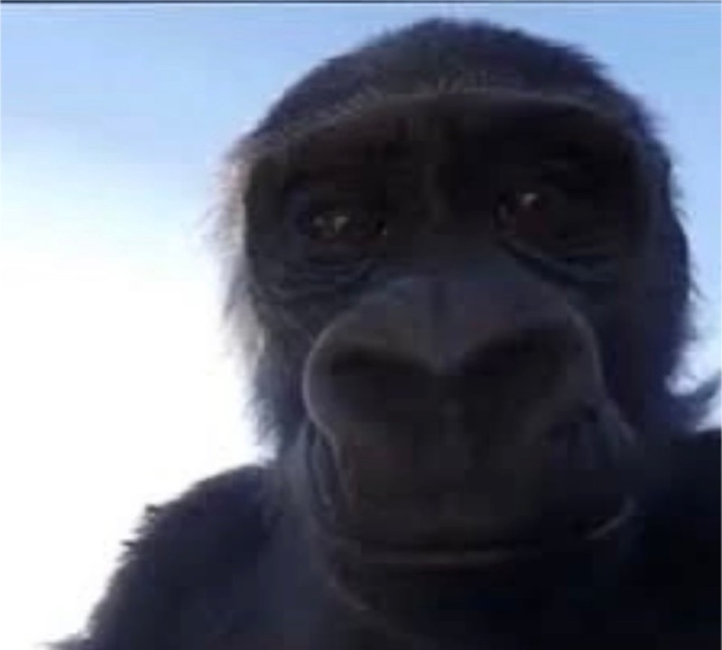 Create meme: meme monkey , the monkey from the meme, monkey