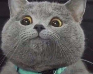 Create meme: cats, grey cat meme, British Shorthair