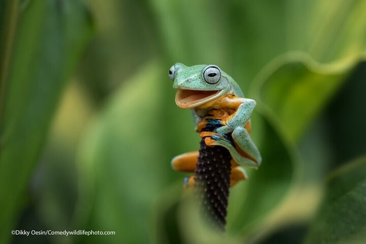 Create meme: frogs, The tree frog, Javanese flying frog