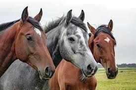 Create meme: horse mustang, horse head, a pair of horses
