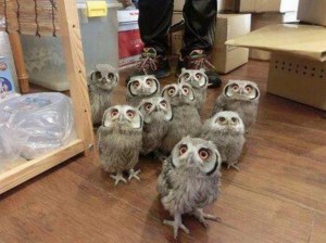 Create meme: owl, funny owls, funny owls