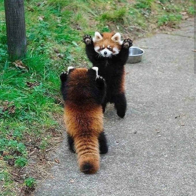 Create meme: the red panda is cute, animal red panda, red raccoon panda