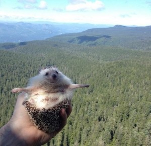 Create meme: hedgehogs, the hedgehog died, hedgehog traveler with Luggage