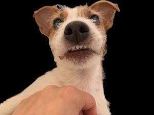 Create meme: Jack Russell, Jack Russell Terrier, Russell Terrier