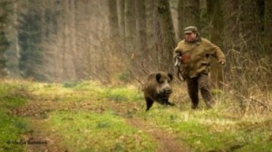 Create meme: boar, wild boar, hunting