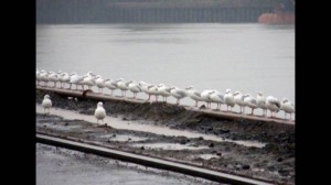 Create meme: Seagull, transport, pictures severe Chelyabinsk