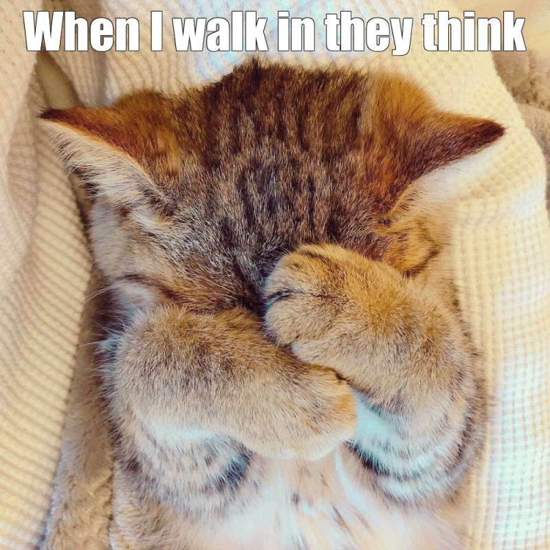 Create meme: a bored cat, cat sad, cuteness overload 