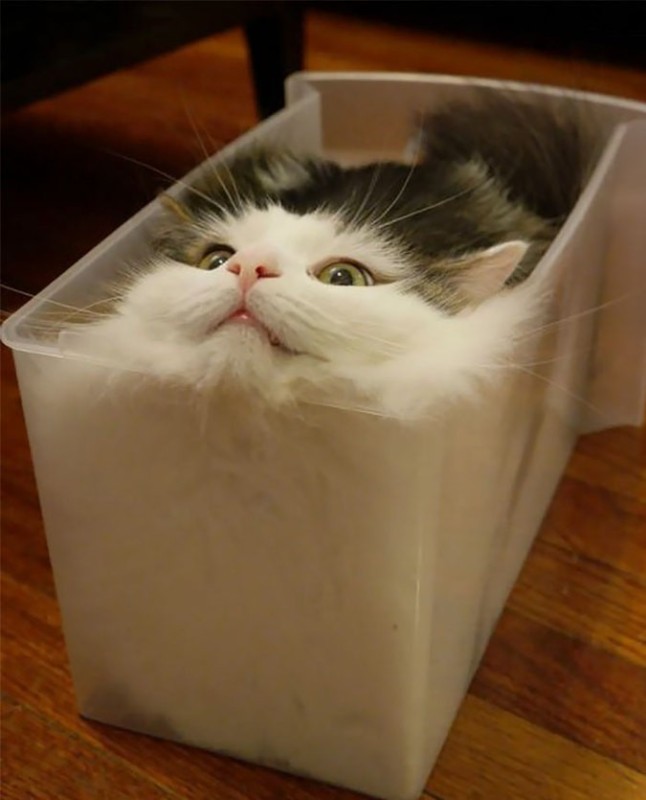 Create meme: cat , cats liquid, seals 
