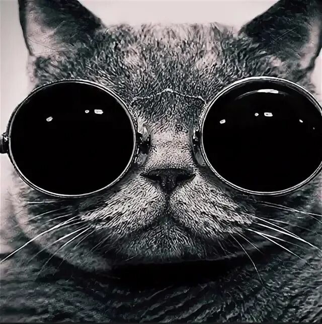 Создать мем: фотографии друзей, крутой кот в очках, екатерине