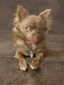 Create meme: chihua Hua, Chihuahua dog, Chihuahua