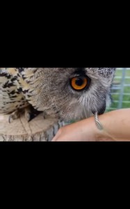Create meme: the beak of the owl, owl's head, owl
