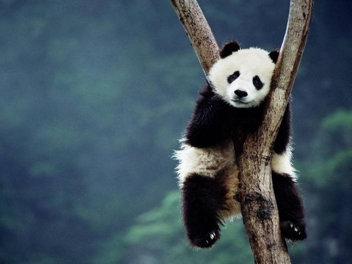 Create meme: the giant Panda , Panda on the tree , Panda Panda