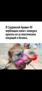 Create meme: the face of a camel, camel
