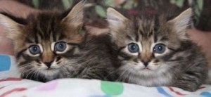 Create meme: very cute kittens, kitties, kittens the Maine Coon