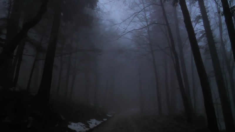 Create meme: nature fog, dark dark forest, forest in the fog