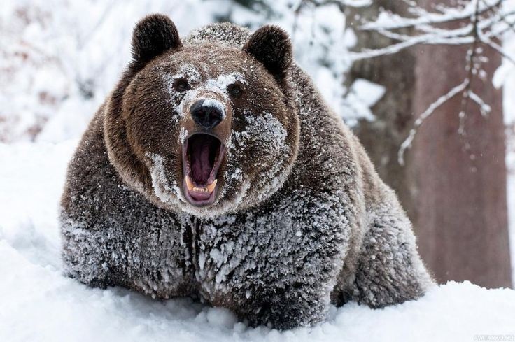 Create meme: bear grin, bear bear, brown bear connecting rod