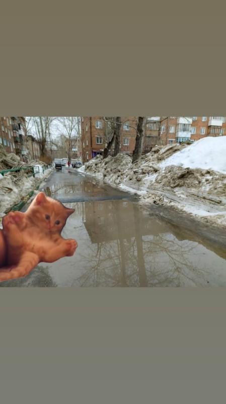 Create meme: dirty spring, cat , dirt 