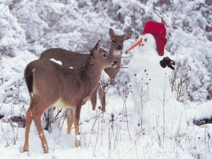 Create meme: animal deer, deer in winter forest, deer in winter