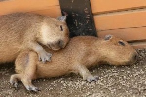 Create meme: a pet capybara, the capybara