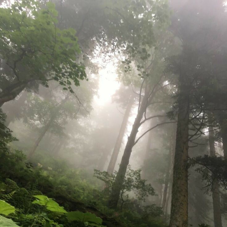 Create meme: misty forest, thick fog , forest 