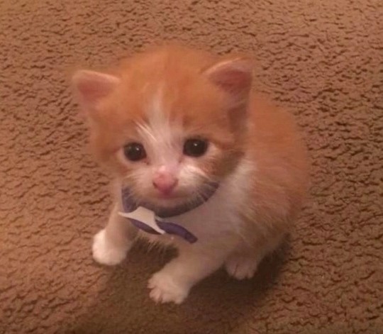 Create meme: ginger kitten , white and red kitten, kittens are very cute