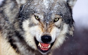 Create meme: wolf fangs, wolf wolf, wolf