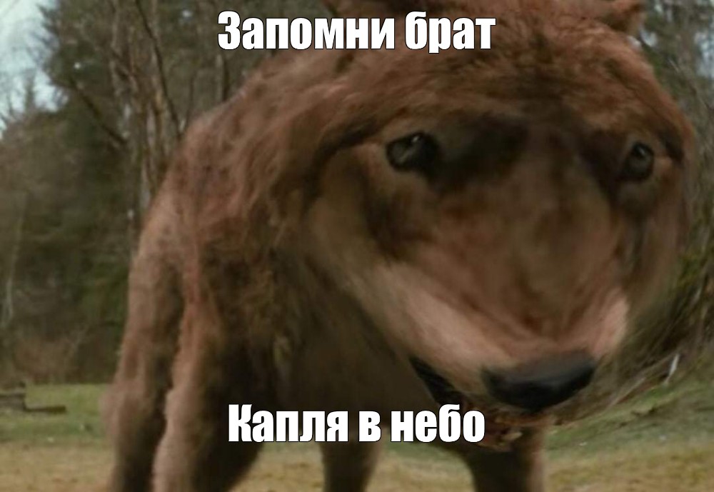 Создать мем: null