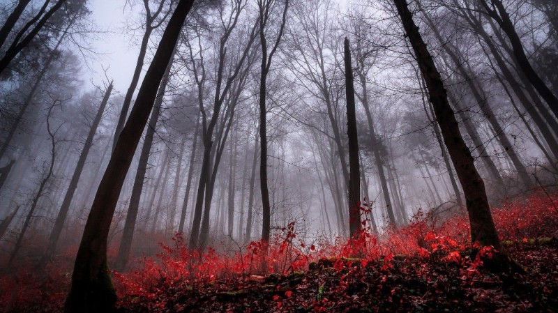 Создать мем: темный мрачный лес, красный лес в тумане, мрачная осень