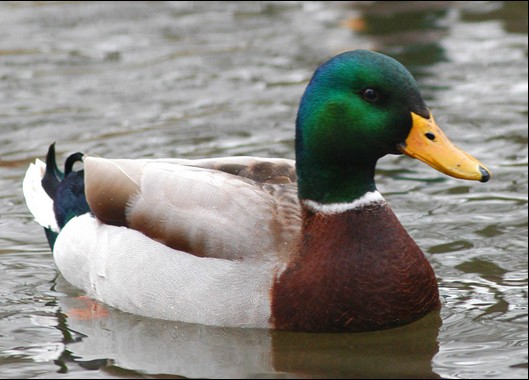 Create meme: wild mallard duck, bird Mallard , duck is a waterfowl mallard