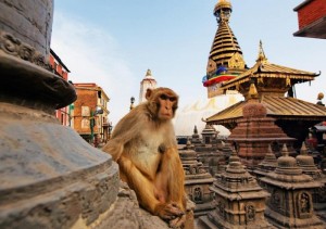 Создать мем: непал обезьяны, катманду замок обезьян, храм обезьян(сваямбунатх) в катманду