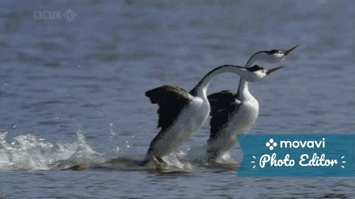 Create meme: a big toadstool bird dancing on the water, beautiful birds , birds 