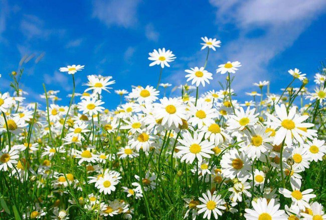 Create meme: field with daisies, daisies against the sky, Daisy 