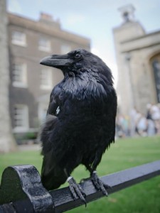 Создать мем: когда прилетают грачи, the tower of london, bird