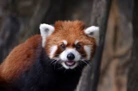 Create meme: little panda, a small red Panda, the red panda is cute