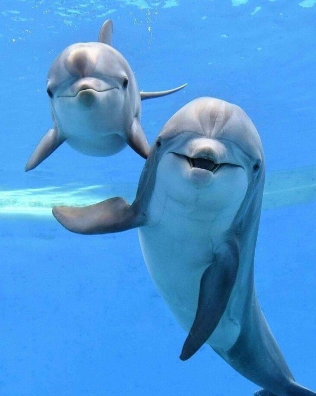 Create meme: Dolphin , dolphin sounds, Dolphin bottlenose Dolphin 