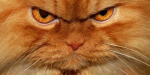 Create meme: angry cat, the cat who, cat eater