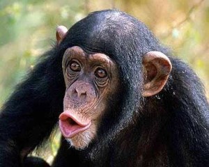Создать мем: умные животные, maymun, şempanze