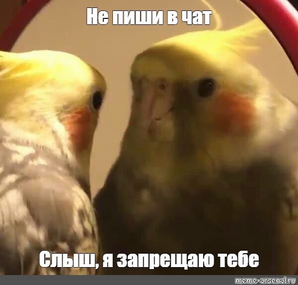 Meme Не пиши в чат Слыш я запрещаю тебе All Templates Meme 