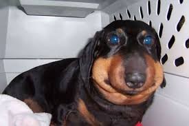 Create meme: Dachshund dog, Dachshund, dog got stung by a bee