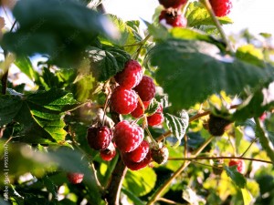 Create meme: raspberry, raspberry Bush