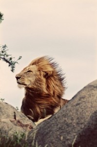 Create meme: Lion I beautiful