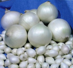 Create meme: onion, onion white, onion Stardust