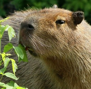 Create meme: a pet capybara, rodent capybara, the largest rodent is the capybara