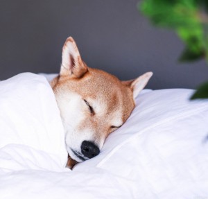 Create meme: soft, sleeping dog, sleeping dogs